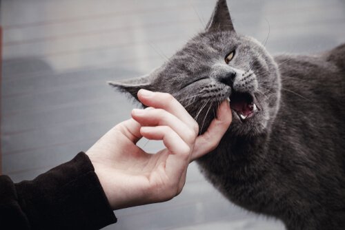 Pies suaves Pensar en el futuro comprador Qué hacer cuando un gato ataca con frecuencia? - Mundo Animal