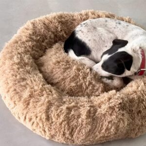 Camita Burbuja mediana